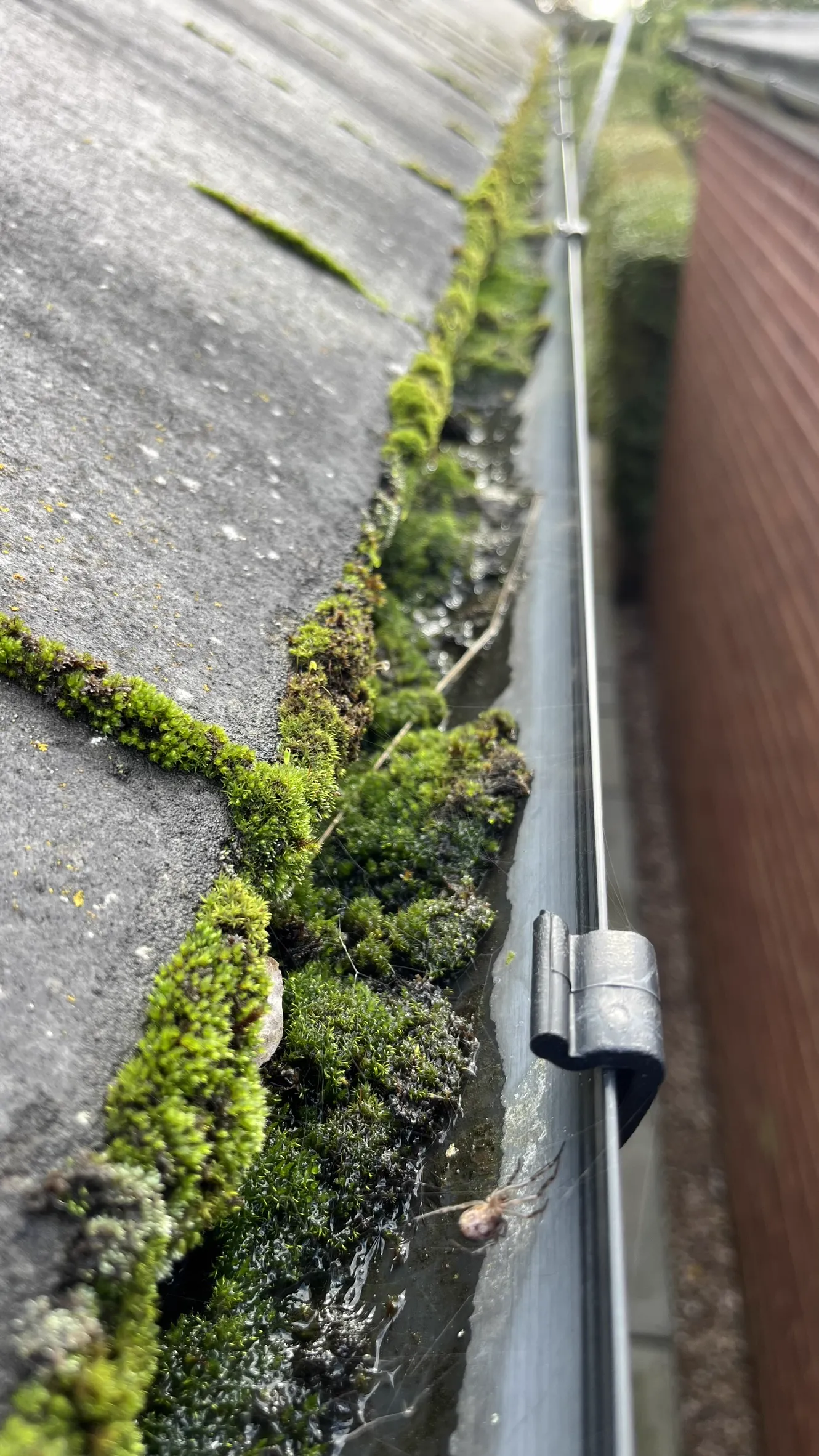 Gutter before vacuum cleaning